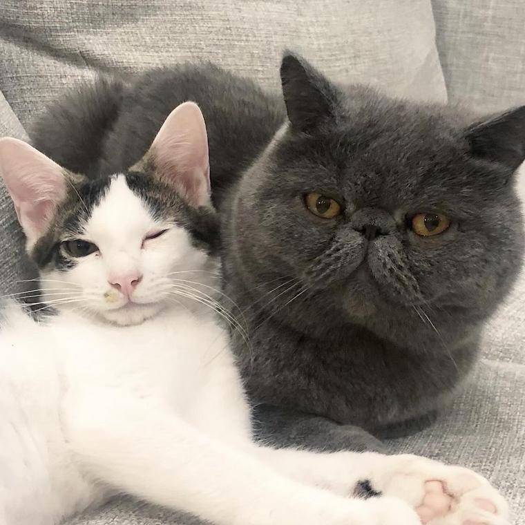 ウインクする猫