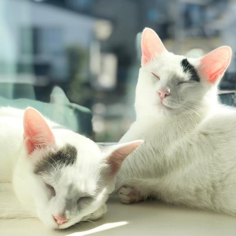 目をつぶる猫