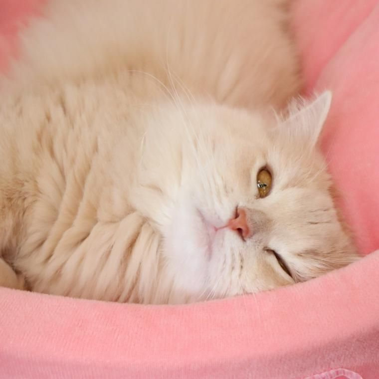 ウインクする猫