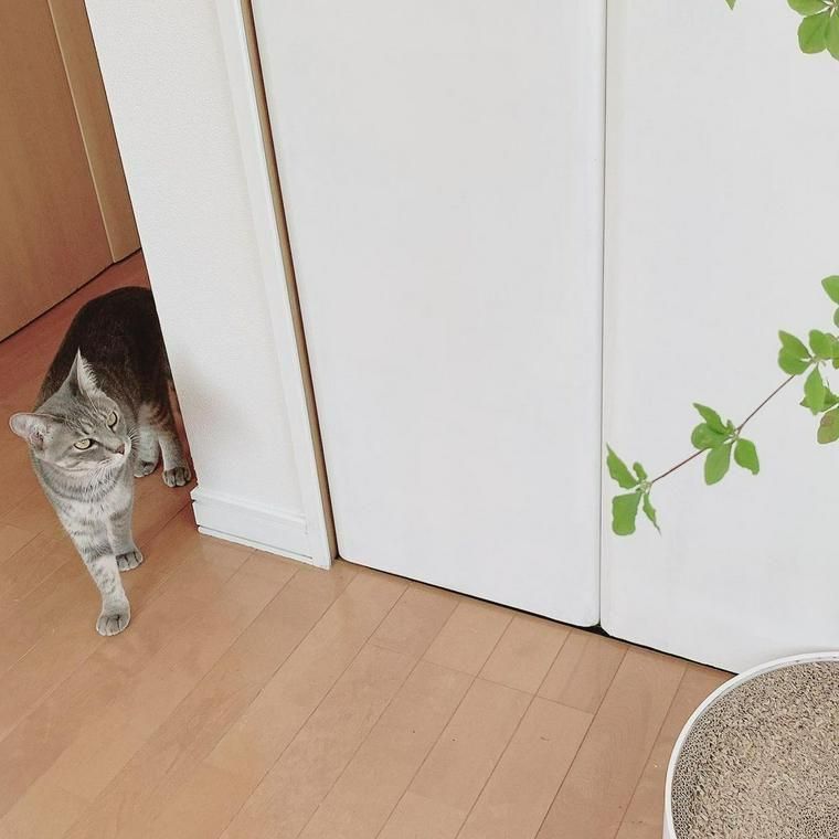 猫と観葉植物