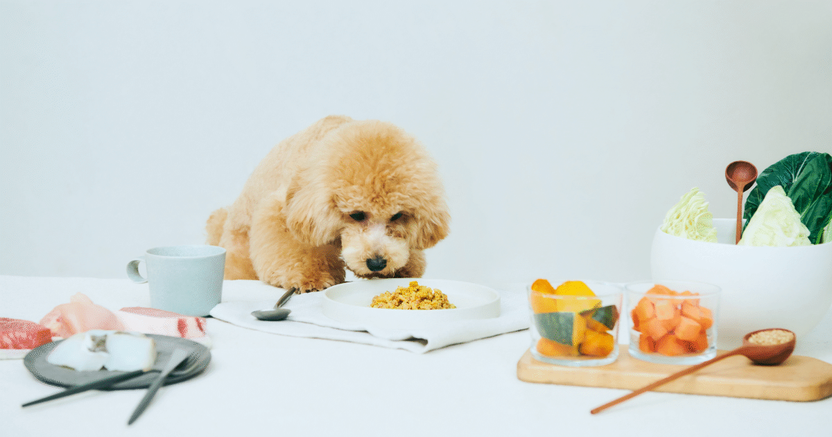 ドッグフードの味｜犬の「美味しい」を栄養管理士が解説