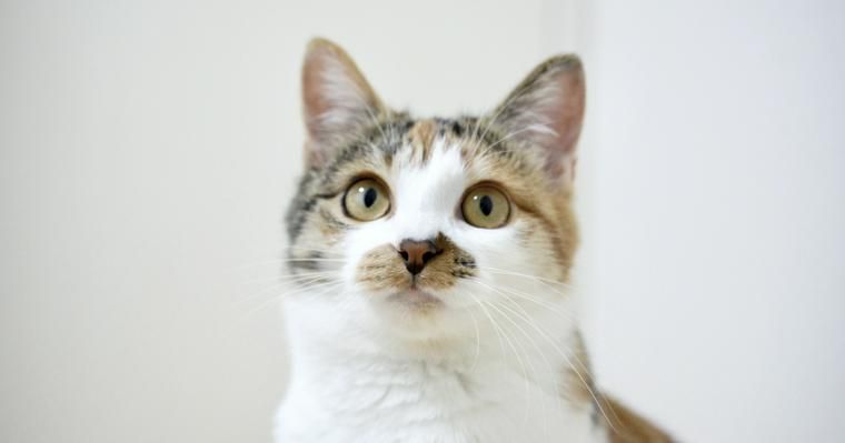猫のタウリン不足に要注意！欠乏症の症状や食ベ物・サプリで補う方法を解説