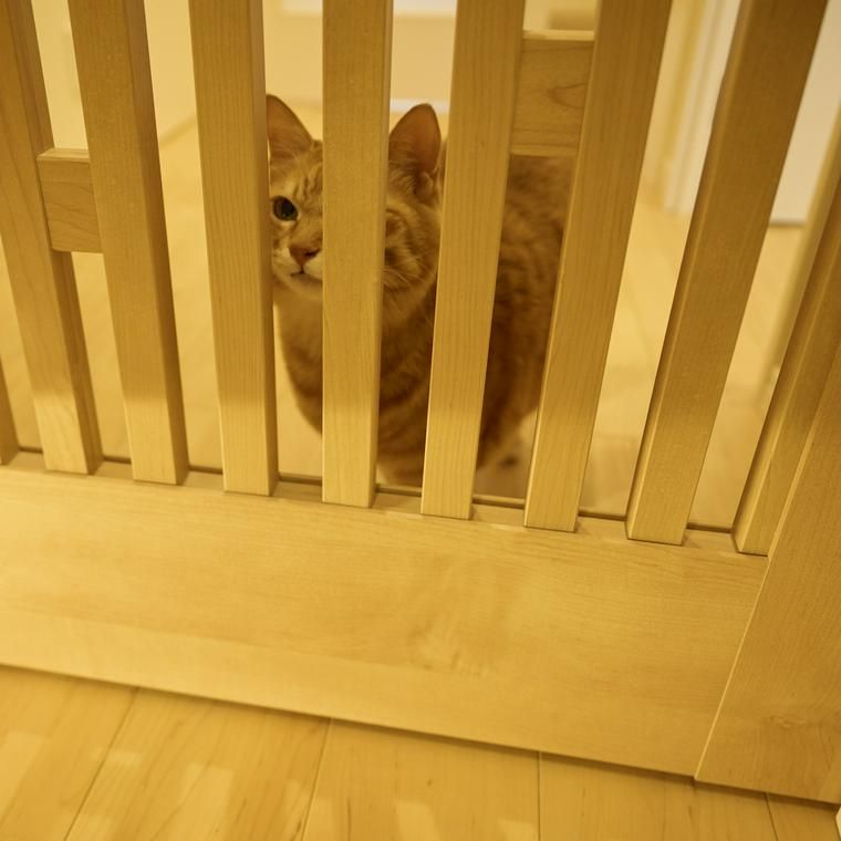 キャットドア
