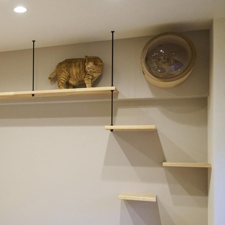 キャットステップ