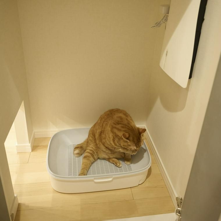 猫トイレ