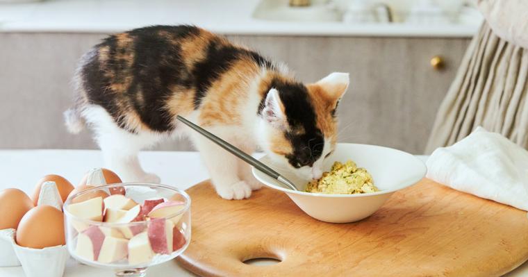 猫の総合栄養食｜オススメのフードや手作りの注意点、食べない際の対処法を栄養管理士が解説