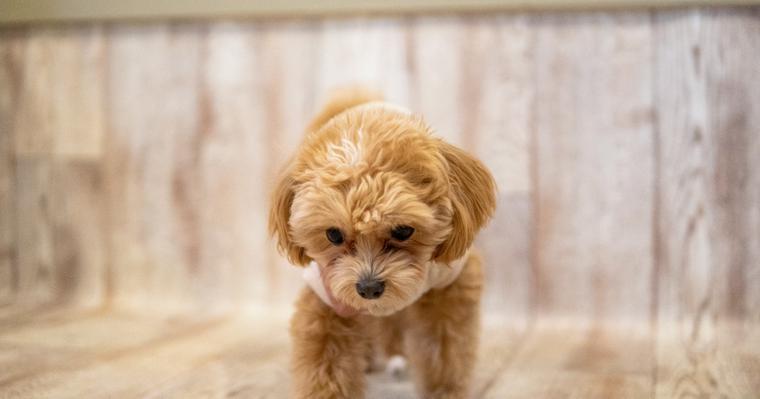【獣医師執筆】犬の肝性脳症｜症状・原因・治療法・食事療法を解説