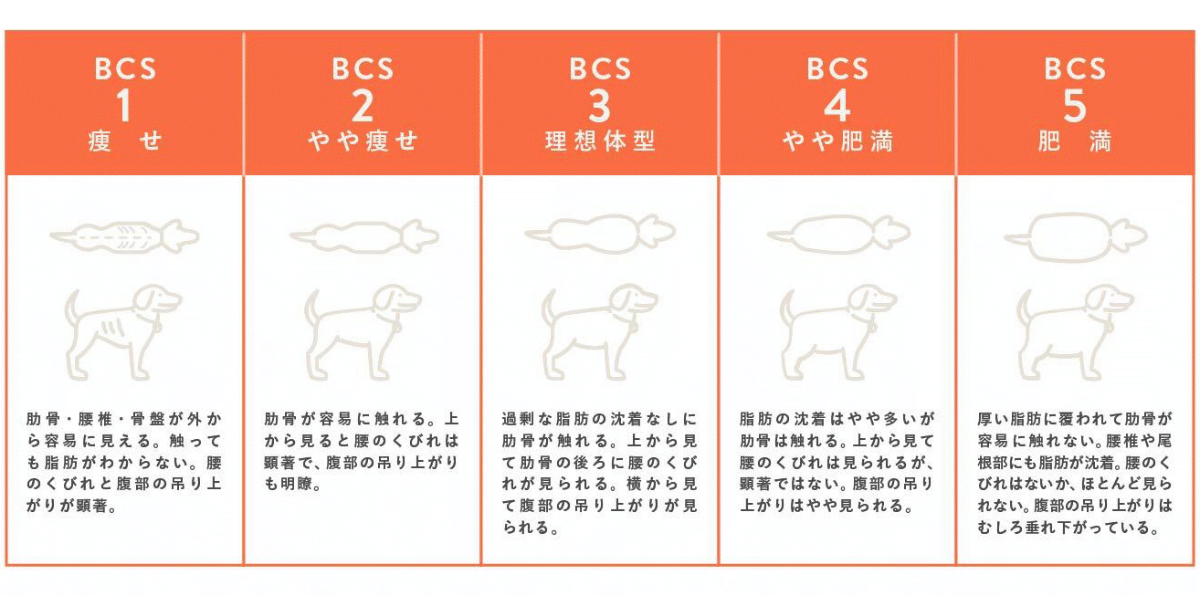 ペット オファー 体重 測り 方