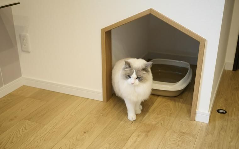 猫トイレ
