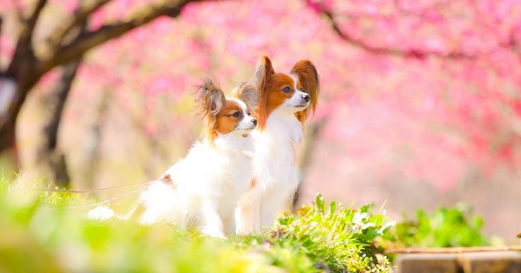 愛犬とお花見でちょっとした非日常!東京マリオットホテルにて1日限定イベント「Sakura Shooting with Dog」開催