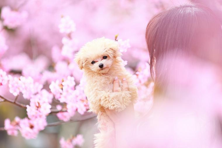 Sakura Shooting with Dog