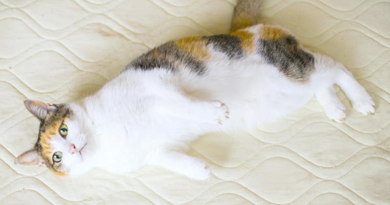 巨大乳頭結膜炎の症状