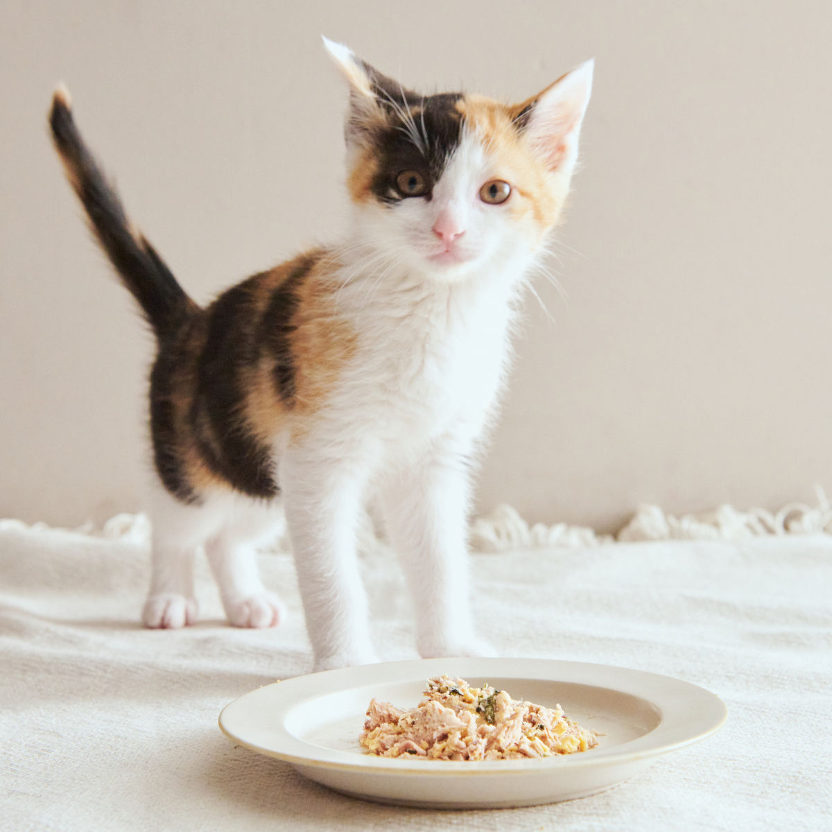 PETOKOTO FOODS for CATS