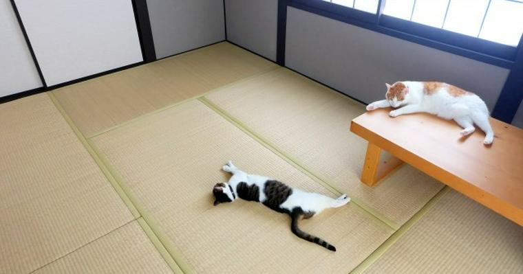 猫と畳の部屋で暮らす！状況別の対策・対処法やおすすめの畳などを紹介