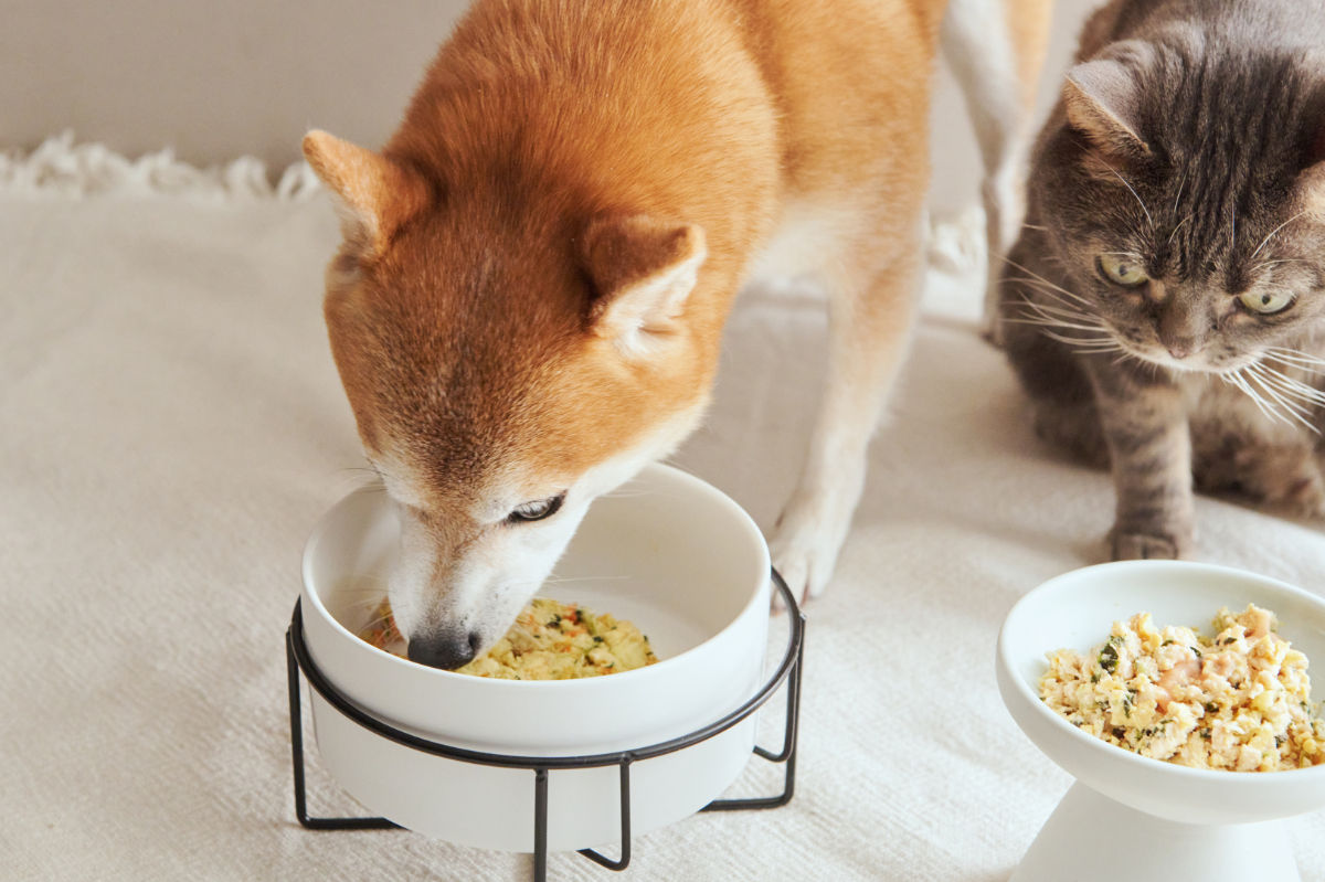 犬と猫の食事