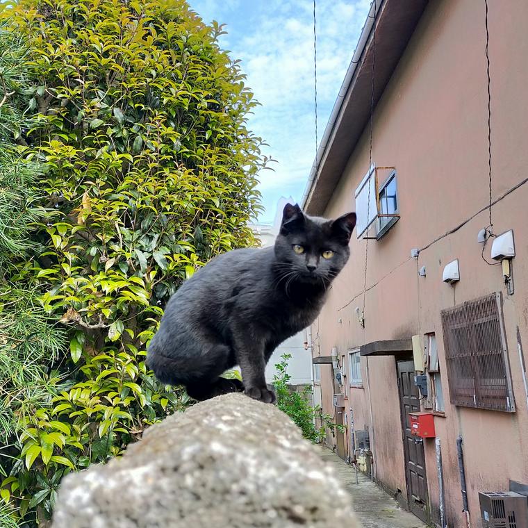 屋外にいる猫