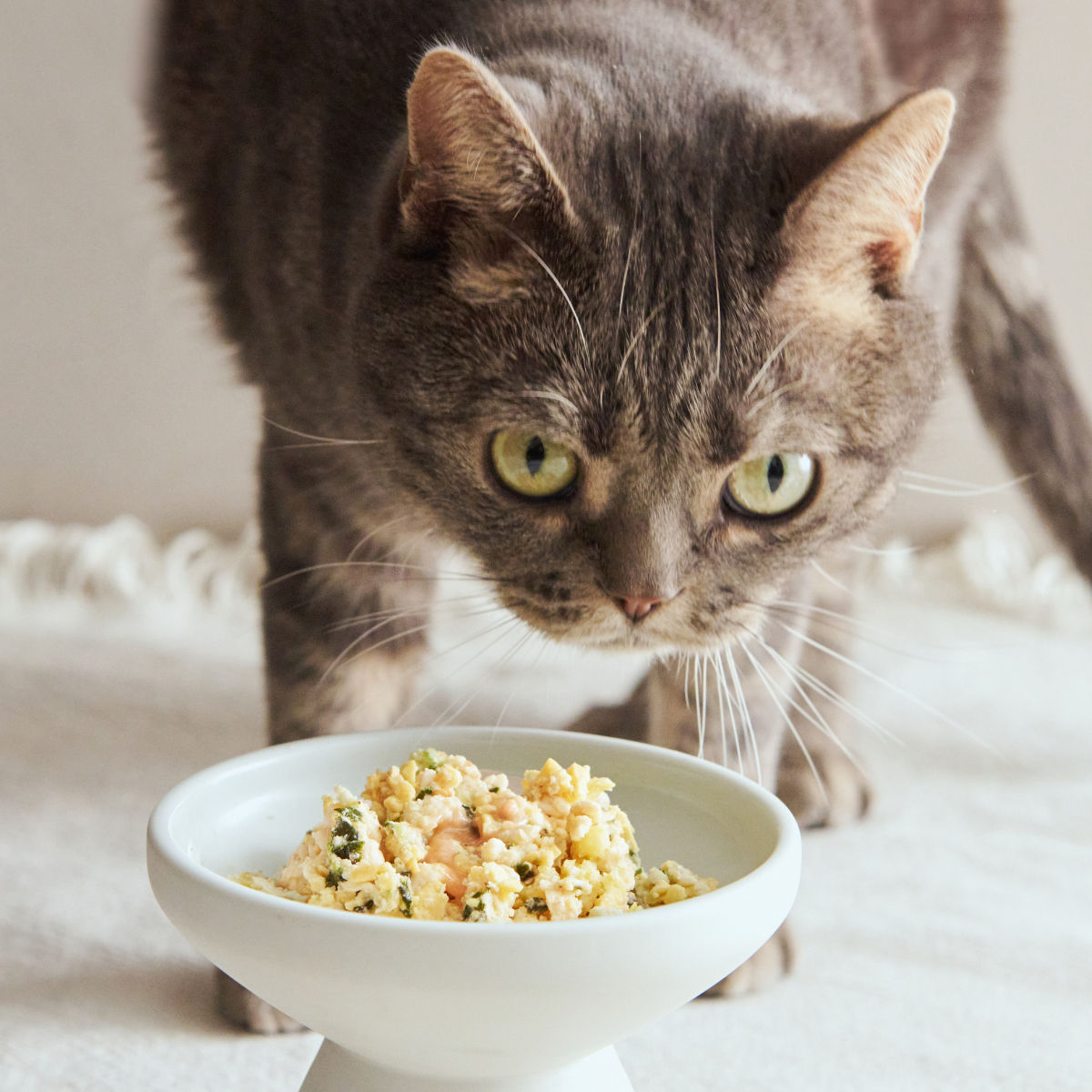 PETOKOTO FOODS for CATSと猫