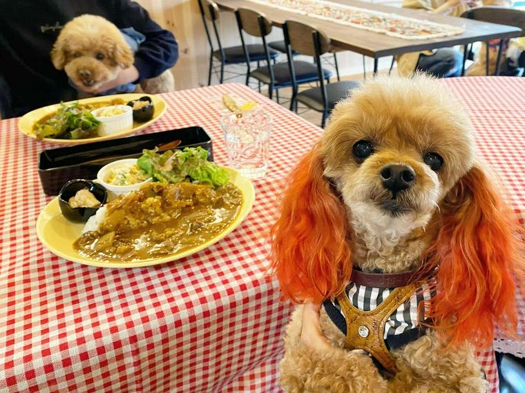 Dog cafe あのぴ