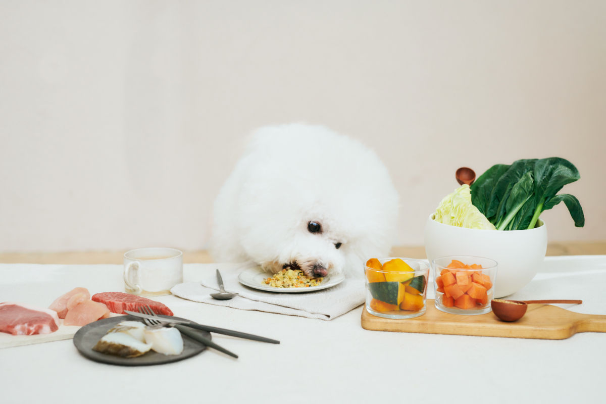 ペトコトフーズを食べるビション"