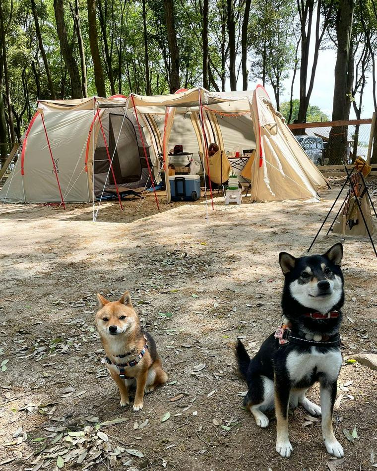 関東 安い 予約なし キャンプ場 ペットok