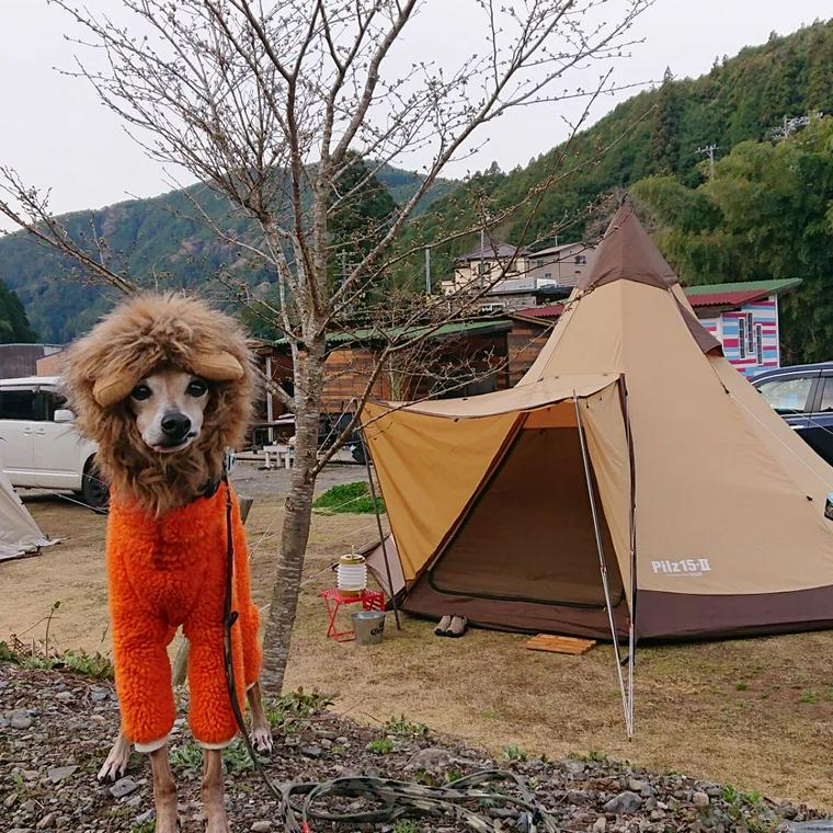 ペット キャンプ場 販売 東海 おすすめ