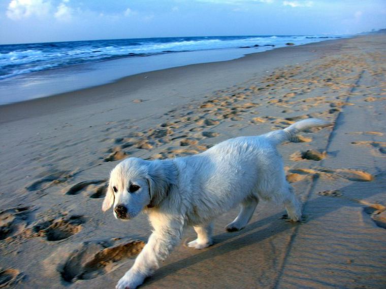 全国の犬と行けるペットOKな海水浴場20選！関東・関西などおすすめ海水