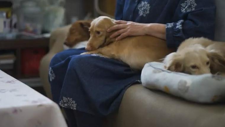 内海さんの愛犬