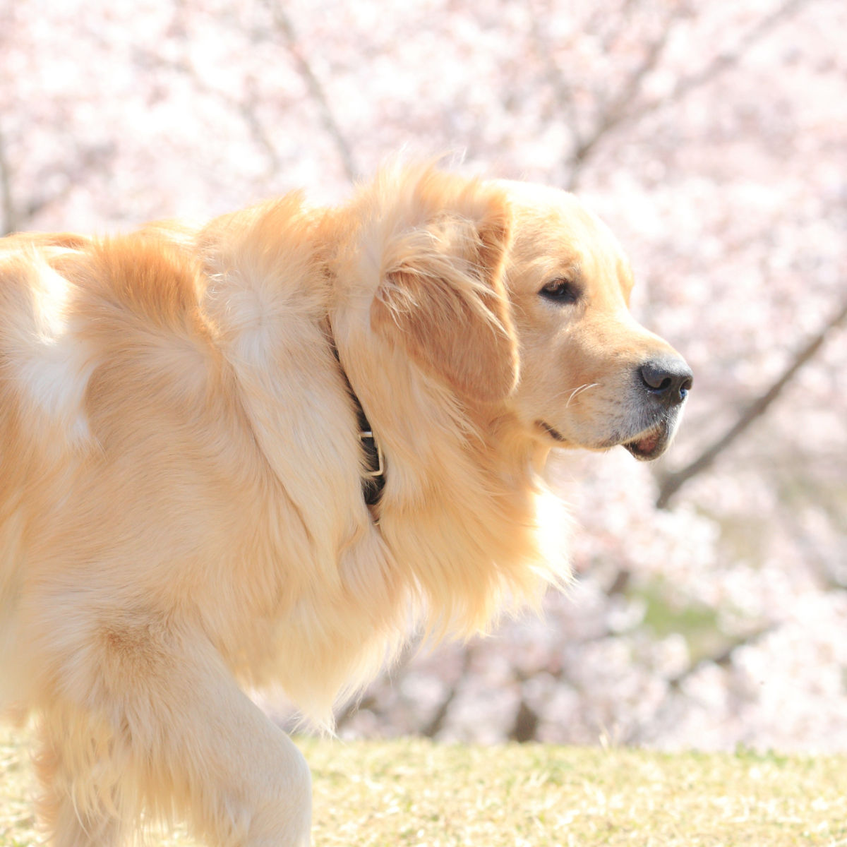 ゴールデンレトリーバー