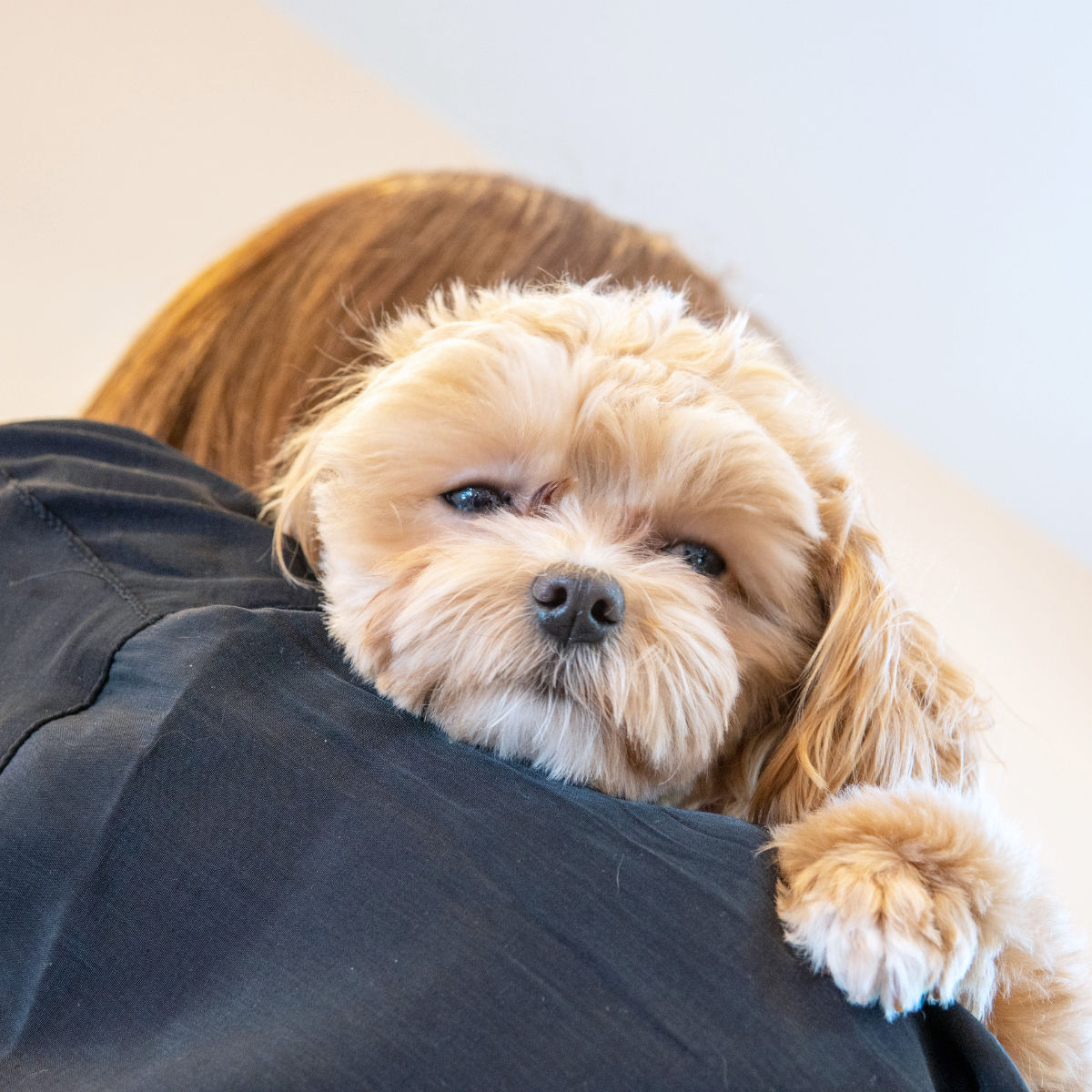 抱っこされる犬