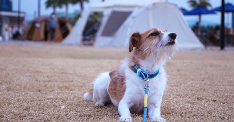 東海エリアの犬と泊まれるグランピング施設おすすめ13選！プライベートドッグラン付きコテージもあり