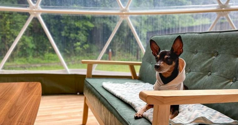 京都の犬同伴で行けるグランピング施設6選！コテージやプールがある施設も紹介