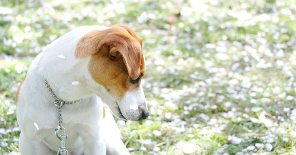 犬の肝炎｜症状や原因、治療法を獣医師が解説