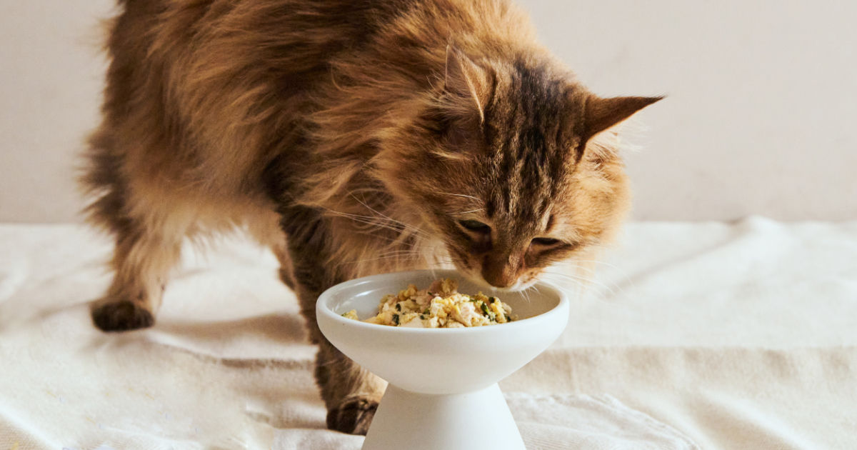 猫の糖尿病｜症状・かかりやすい猫種や年代・原因・治療法について獣医師が解説