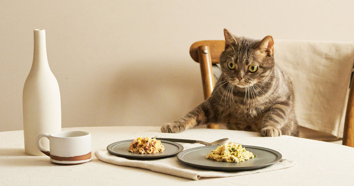 猫がごはん（キャットフード）を食べない7つの原因と対処法を獣医師が解説