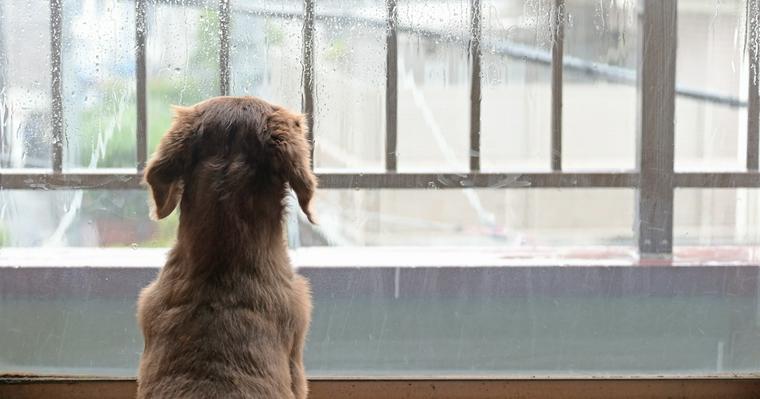 犬が台風を怖がる理由と対策！飼い主が愛犬のためにできることを紹介
