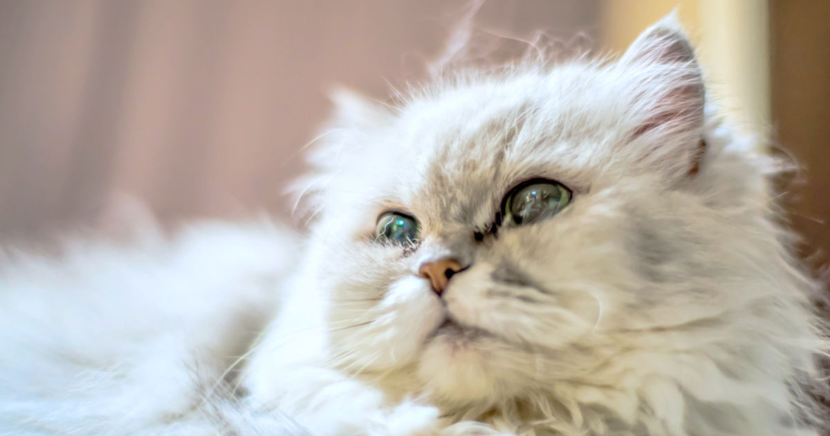 猫の涙やけ｜症状や原因、治療法を獣医師が解説
