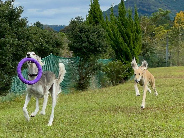 dog park SIG&GRACE