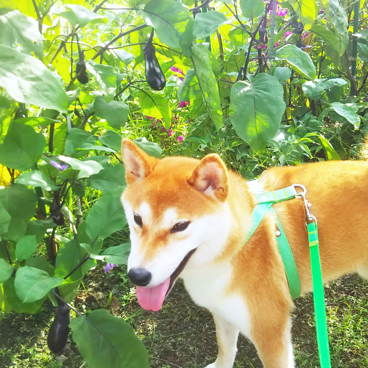 ナスと柴犬