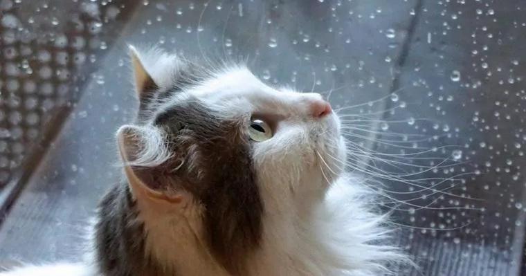 猫が台風を怖がる3つの理由！飼い主が愛猫のためにできる対策を紹介