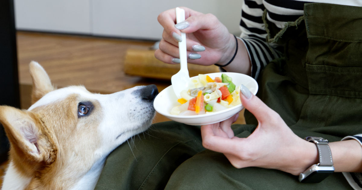 犬の手作りごはん簡単レシピや注意点をペット栄養管理士が解説