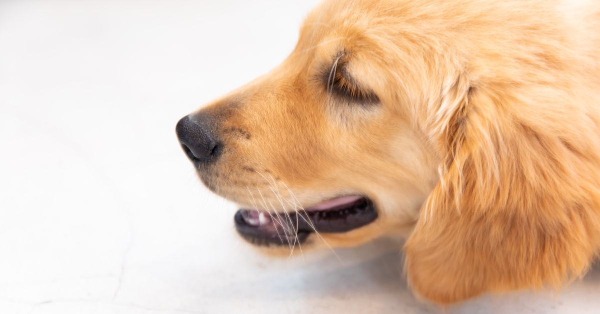 犬の内耳炎｜症状や原因、治療法を獣医師が解説