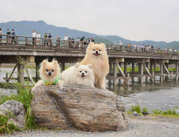 渡月橋