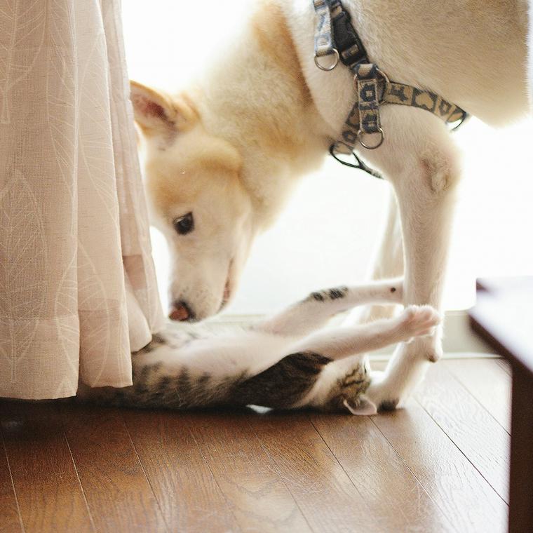 犬と猫