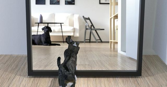 保護犬・保護猫のトライアルって何？見極め方や失敗理由、準備に必要なものを紹介