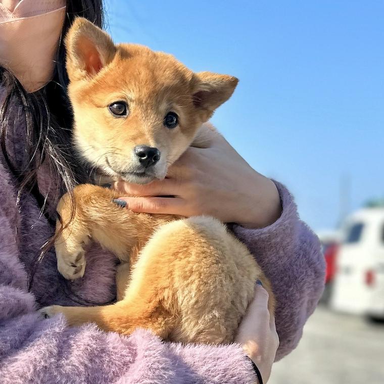 抱っこされる子犬