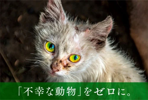 子猫