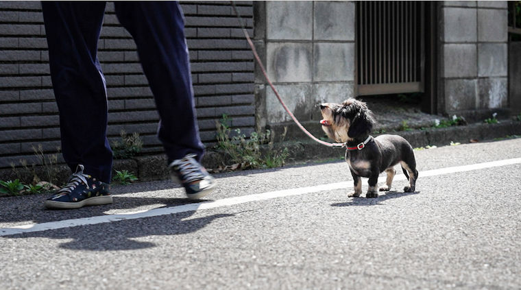 楽しそうに散歩する犬