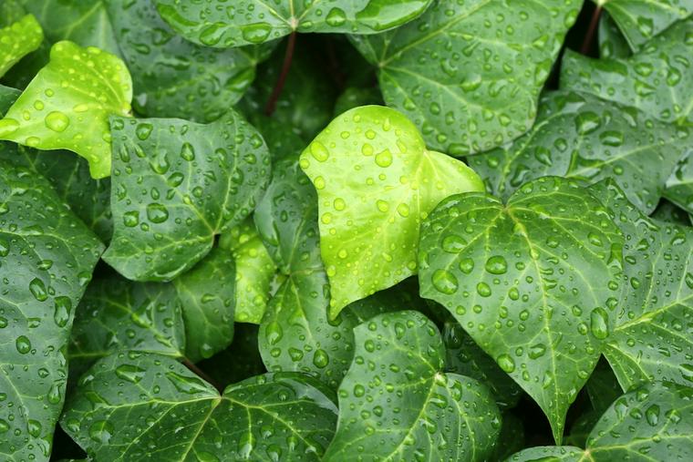 犬に危険な植物であるアイビー