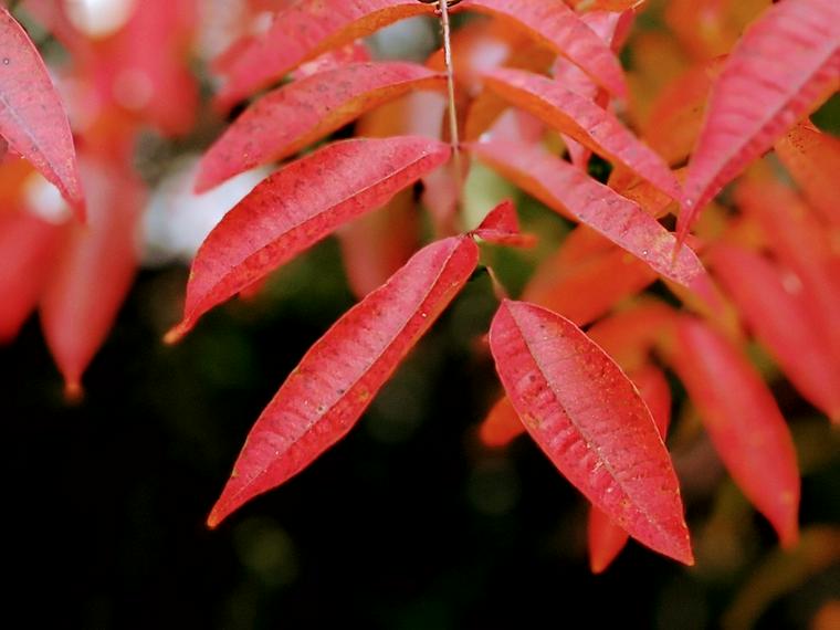 犬に危険な植物であるウルシ