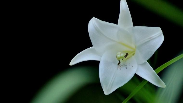 犬に危険な植物であるユリ